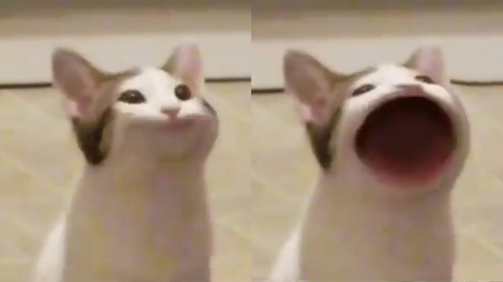 popcat