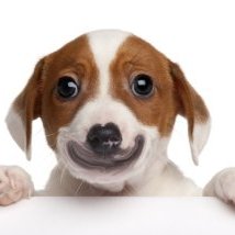 popdog